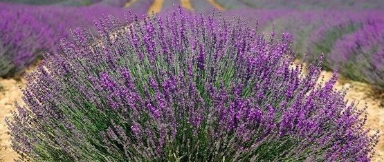 Lavanda