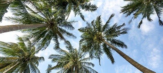 Palmeras