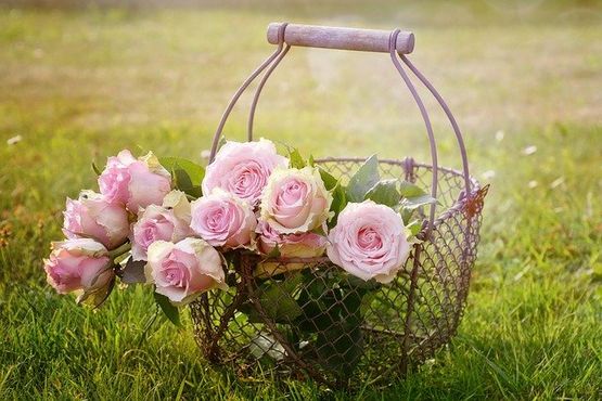 Rosas